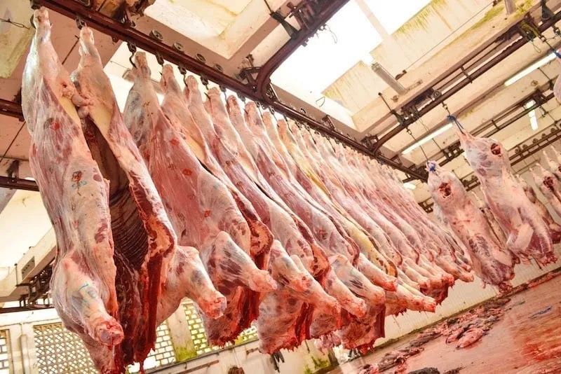 Surging Lamb Prices in Morocco Prompt Calls for Stricter Market Oversight During Ramadan