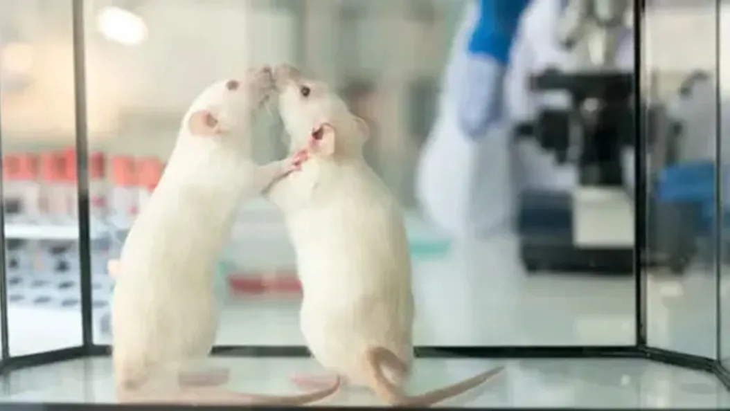 Scientists Successfully Reconstruct Videos from Mouse Brain Activity: A Fascinating Scientific Experiment