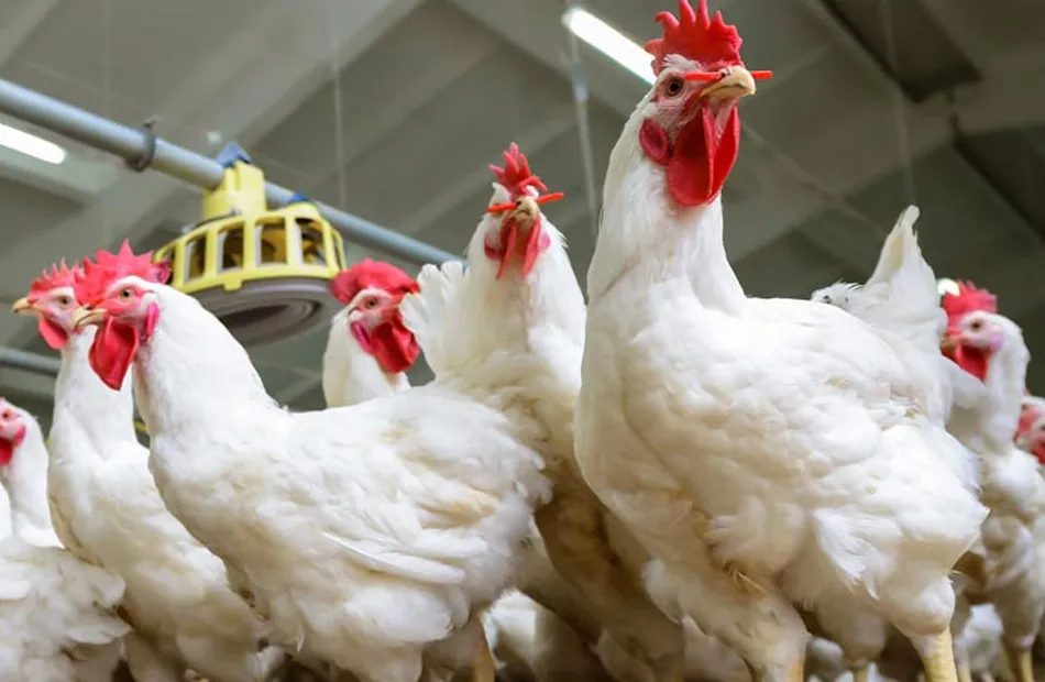 Rising Chicken Prices in Morocco Spark Consumer Outrage