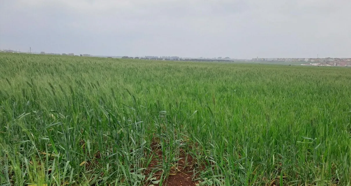 Morocco's Agricultural Resurgence: A Promising Season Ahead