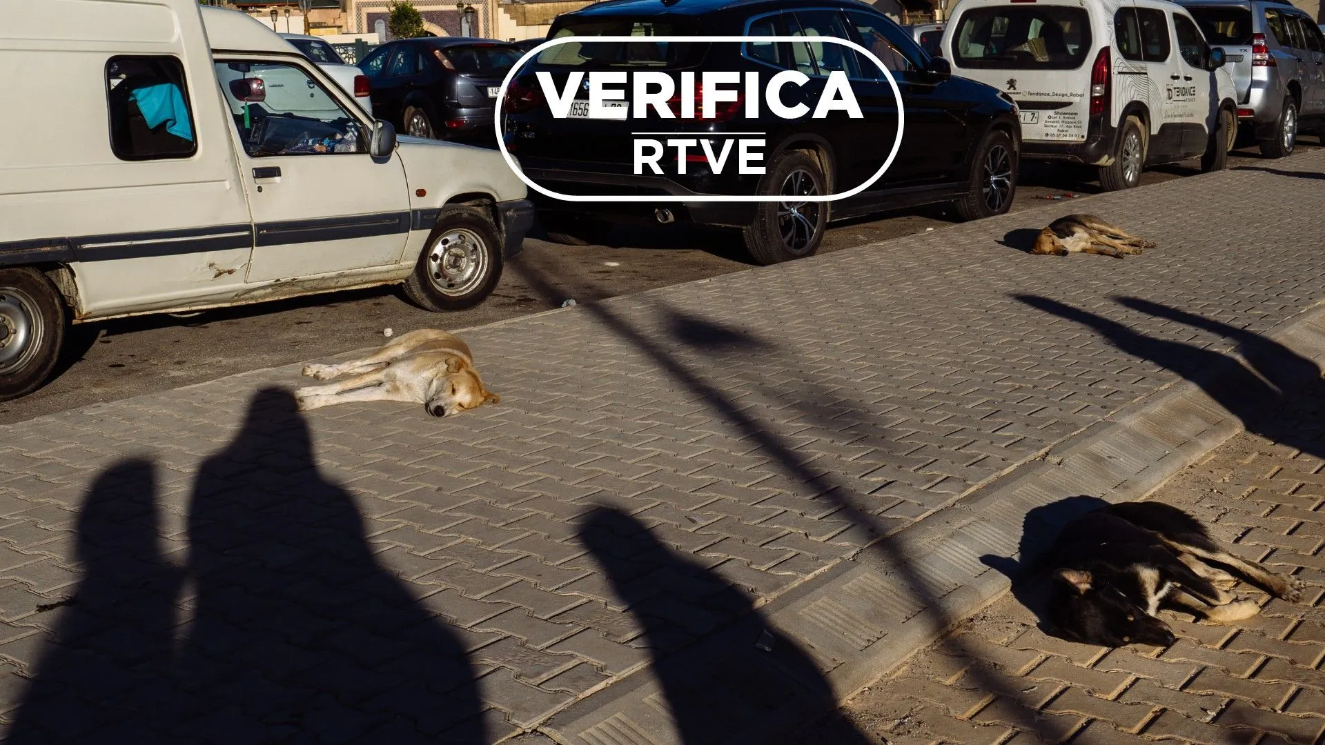 Allegations of Dog Killings in Morocco Linked to 2030 World Cup: A Comprehensive Overview