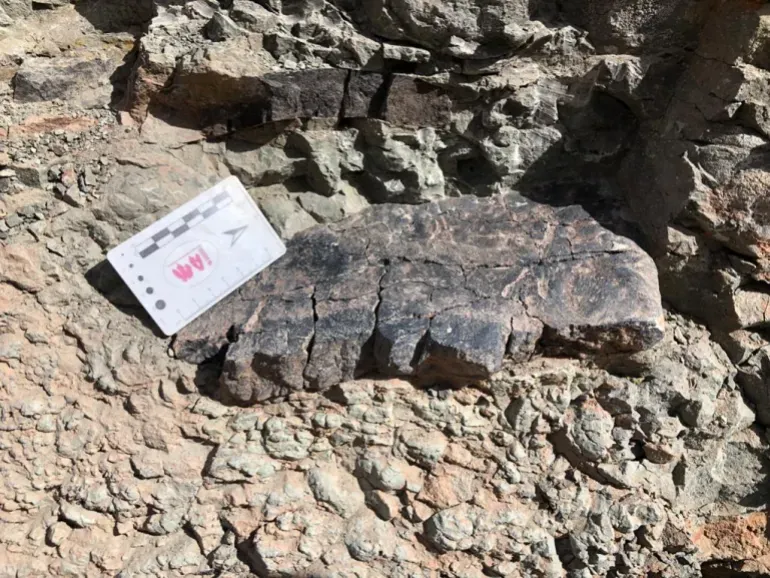 Significant Discovery of Nearly Complete Dinosaur Remains in Eastern Morocco