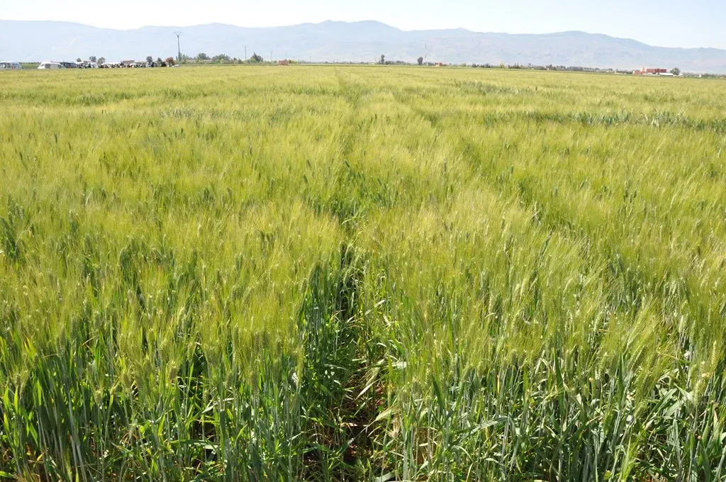 Casablanca-Settat: 100% Completion of Autumn Crop Program