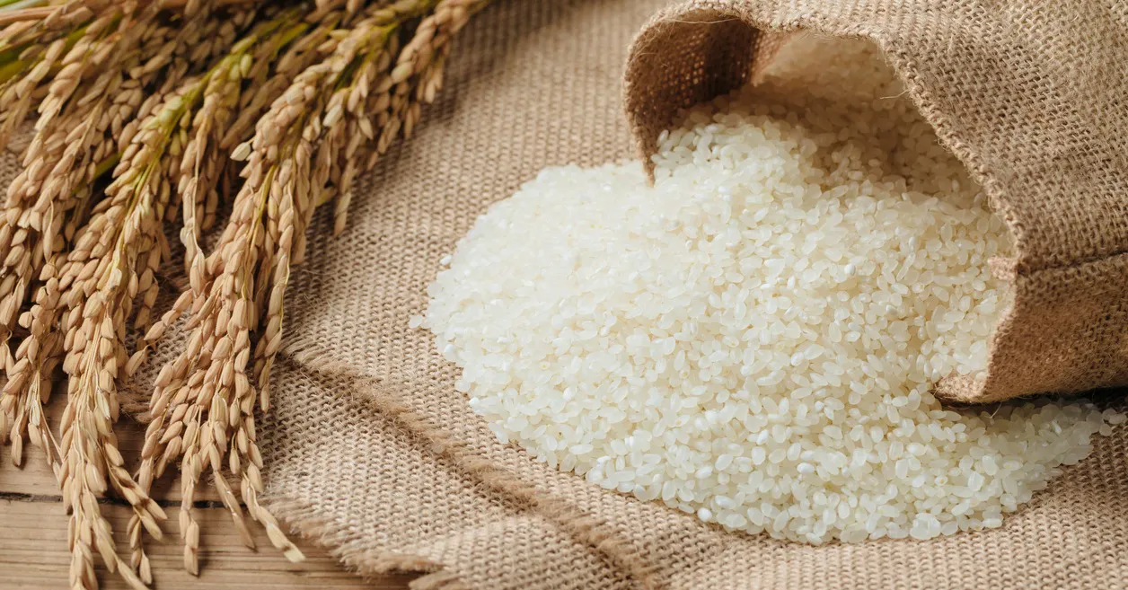 Morocco Opens Its Doors to Uruguayan Rice, Boosting Export Opportunities in Africa
