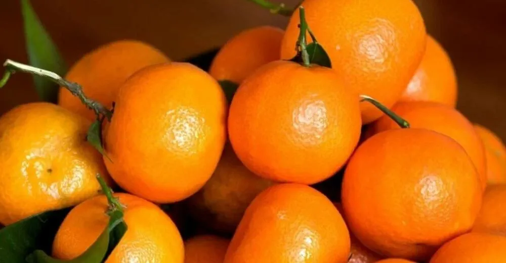 Morocco's Tangerine Exports Projected to Reach 550,000 Tonnes by 2025-2026