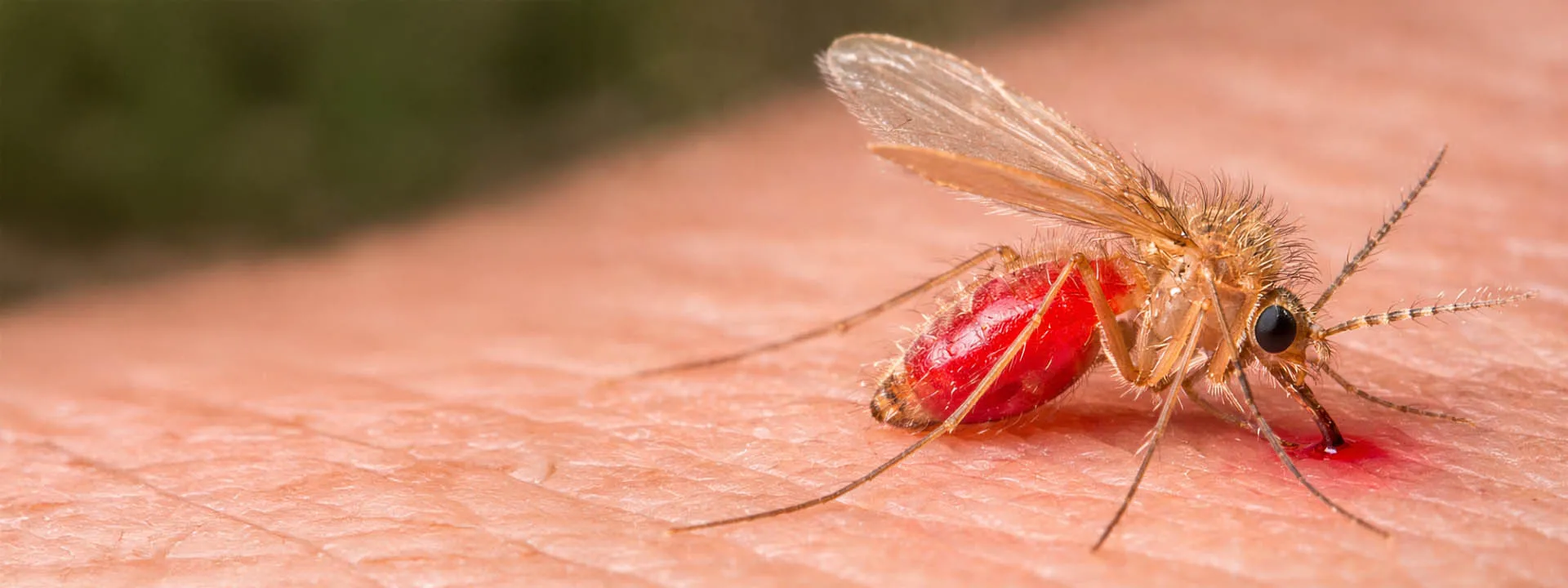 Introducing TIM: A Revolutionary Genetic Tool to Combat Cutaneous Leishmaniasis in Morocco
