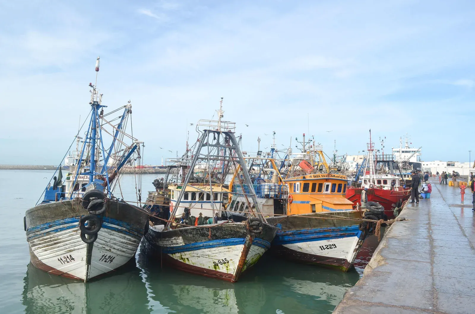 Morocco's Frozen Sardine Export Restrictions Highlight Ecological and Economic Challenges
