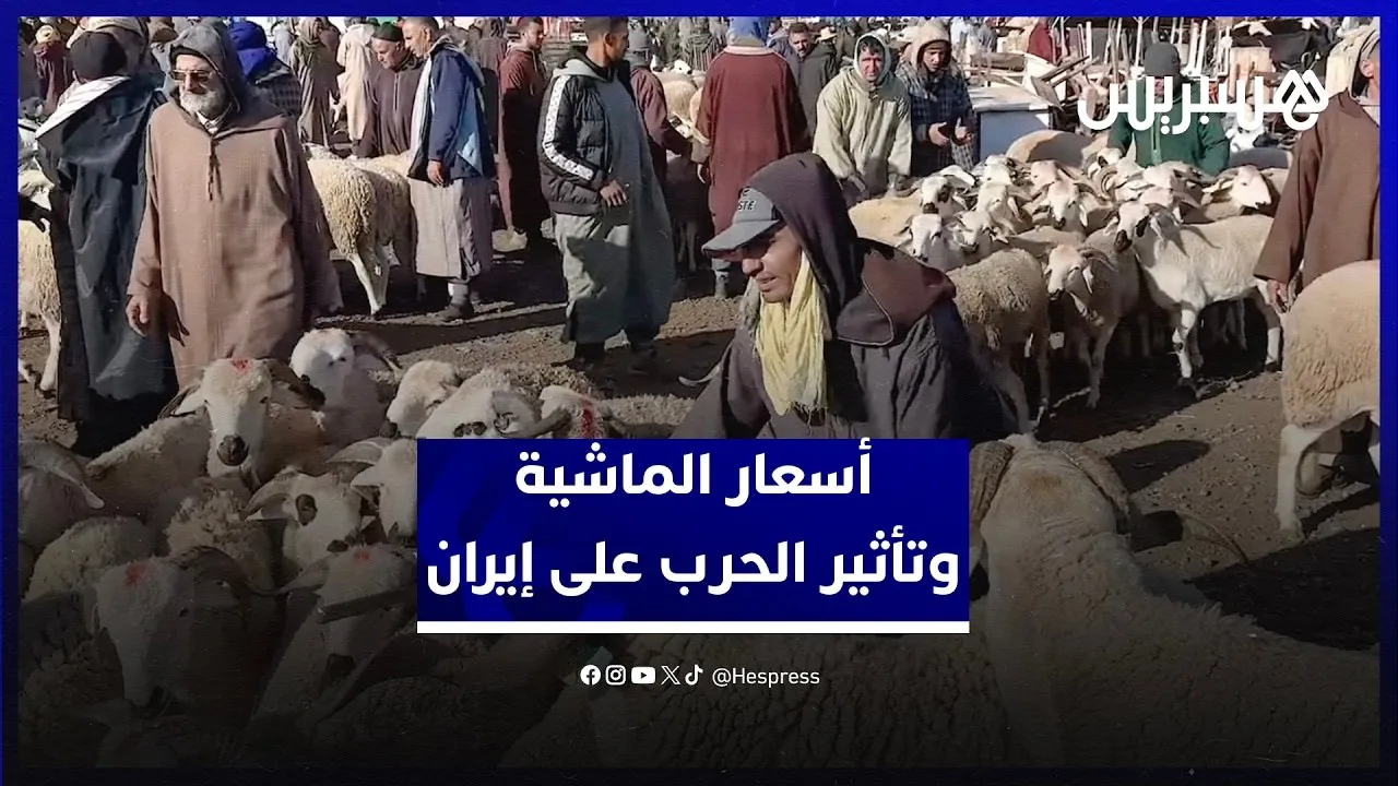 Price Stability in Souihla's Livestock Market Amid Global Tensions