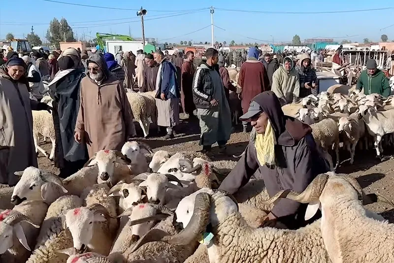 The Impact of War on Livestock Prices in Morocco