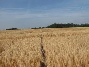 Nigerian Breweries Launches Barley Cultivation: A New Era for Local Production