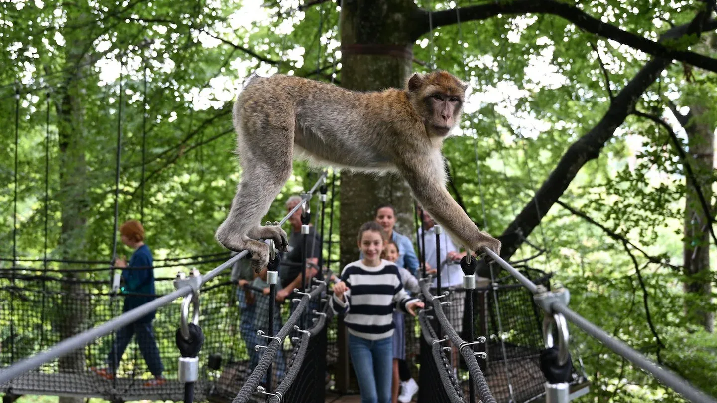 A New Era for Affenberg Salem: Celebrating 50 Years of Berber Monkeys