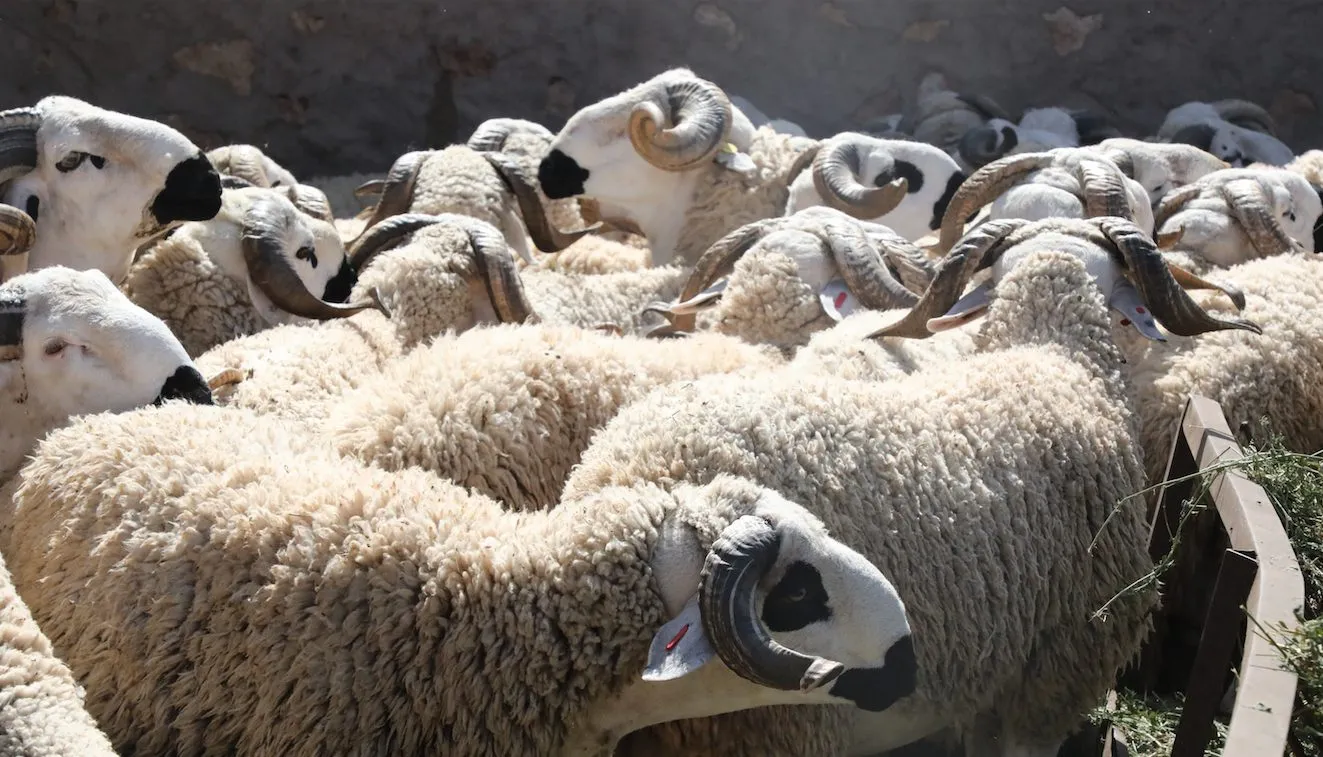 Call for Applications: Field Agents Needed for Livestock Registration Ahead of Eid al-Adha 2026