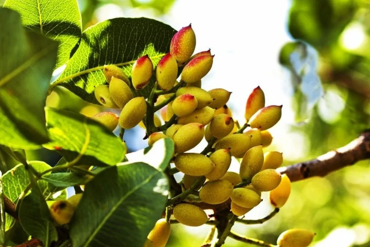Morocco's Pistachio Imports Set to Reach $33.9 Million by 2025