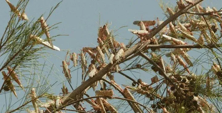 Morocco: The Advance of Migratory Locusts Reaches Northern Agadir