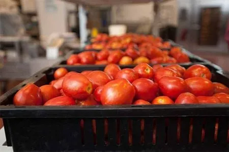 Morocco Aims to Diversify Tomato Exports Beyond Europe