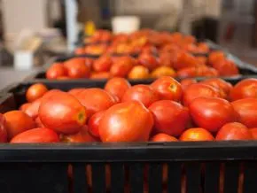 Morocco's Strategic Subsidy Initiative to Expand Tomato Export Markets