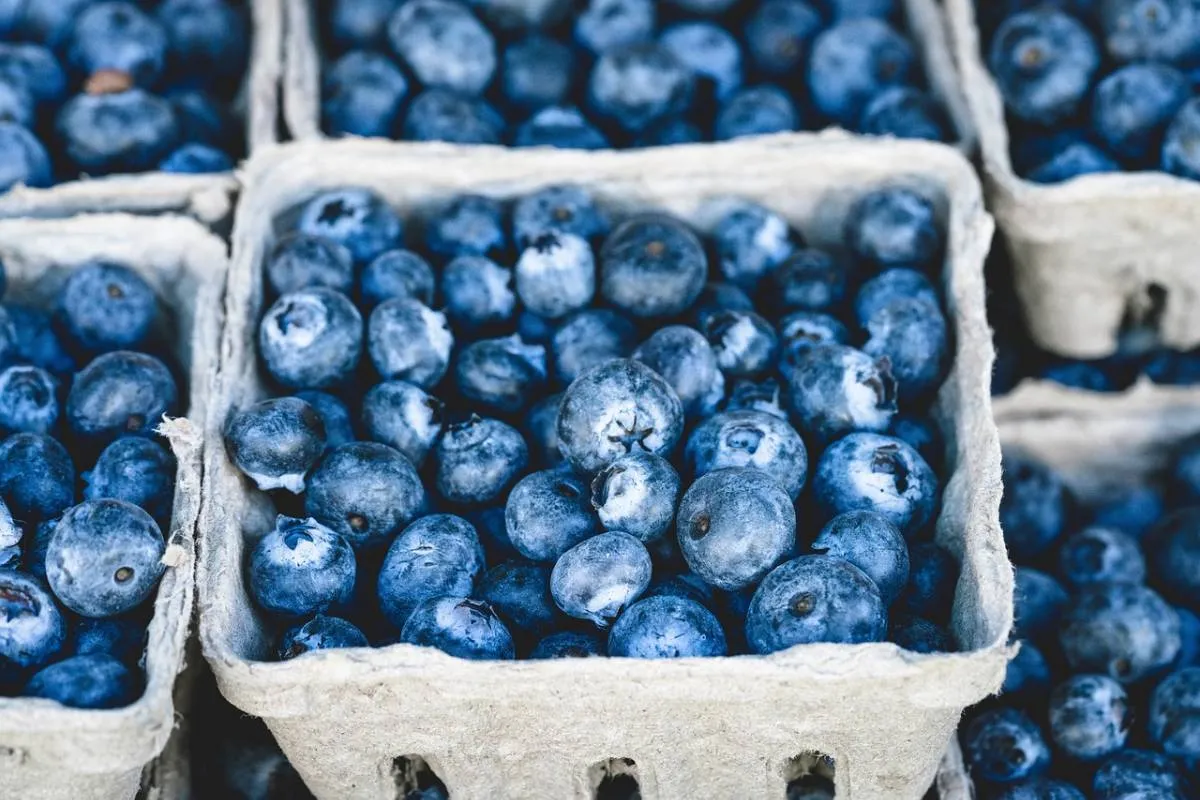 Moroccan Blueberry Industry Faces Severe Weather Challenges