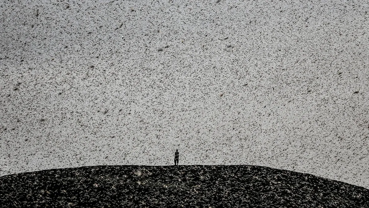 Moroccan Farmers Face Growing Threat from Desert Locust Swarms