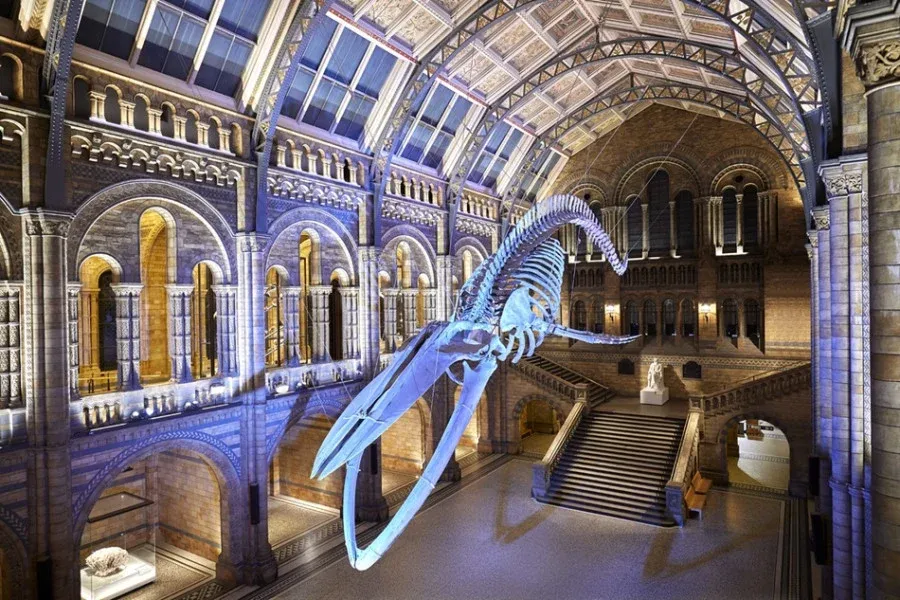 Unraveling the Mystery of a Rare Blue Mineral Discovered in Morocco at London's Natural History Museum