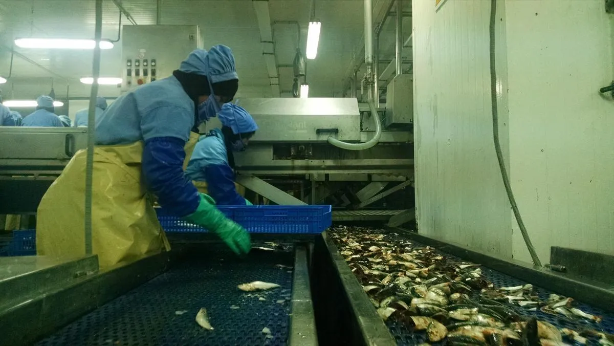 Galicia Parliament Calls for Diplomatic Action to Lift Sardine Export Ban from Morocco
