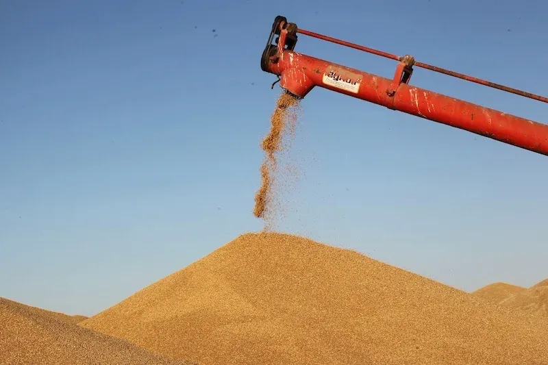 Morocco's Economic Growth Projected at 5.6% in 2026 with Grain Harvest Reaching 82 Million Quintals