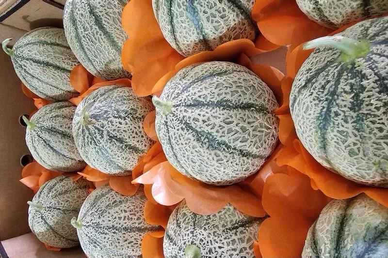 Moroccan 'Shagonti' Fruit Export Season Kicks Off in Europe