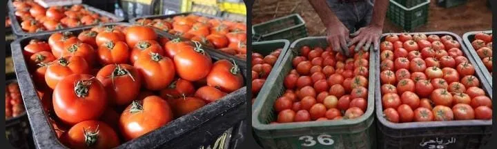 The Price Gap: A Deep Dive into Tomato Pricing in Morocco