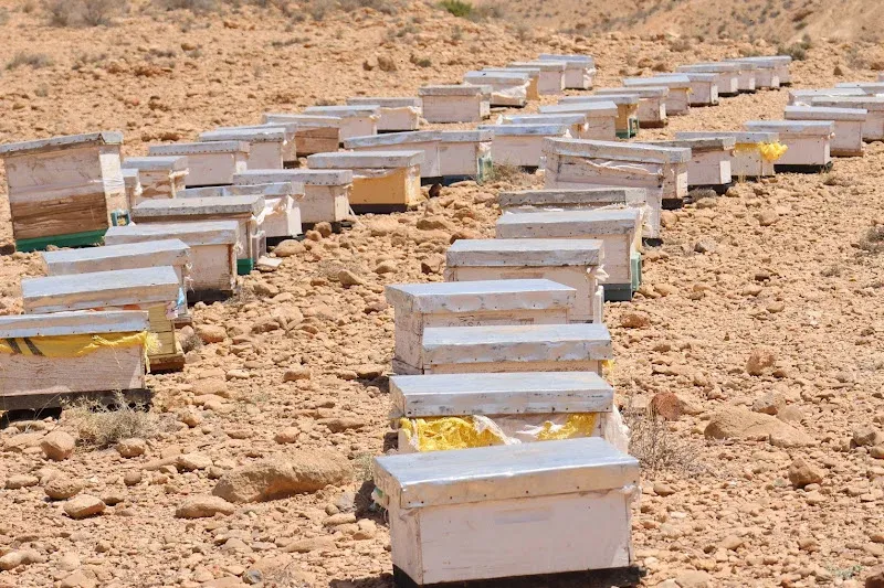 Tragic Beehive Incident Claims Farmer's Life in El Jadida Province