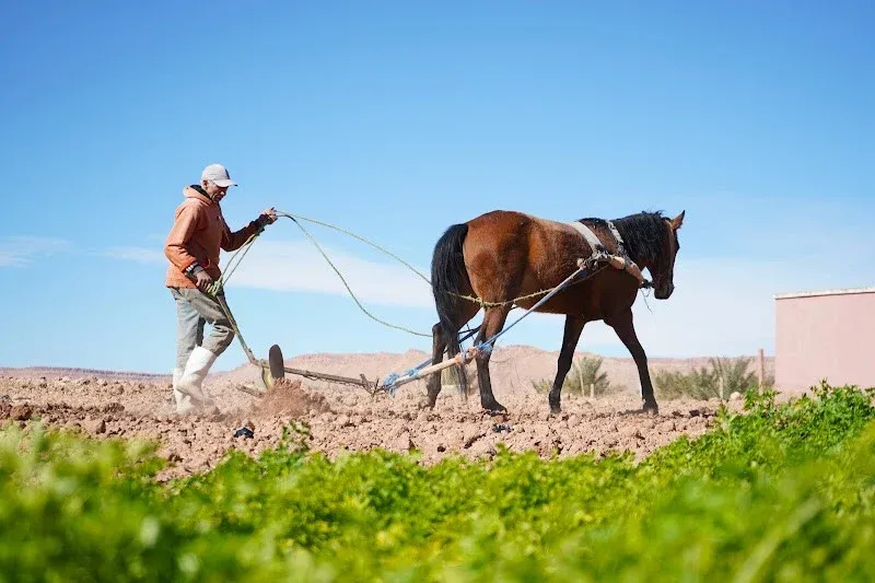 Morocco's Exceptional Agricultural Season Fuels Remarkable Economic Growth