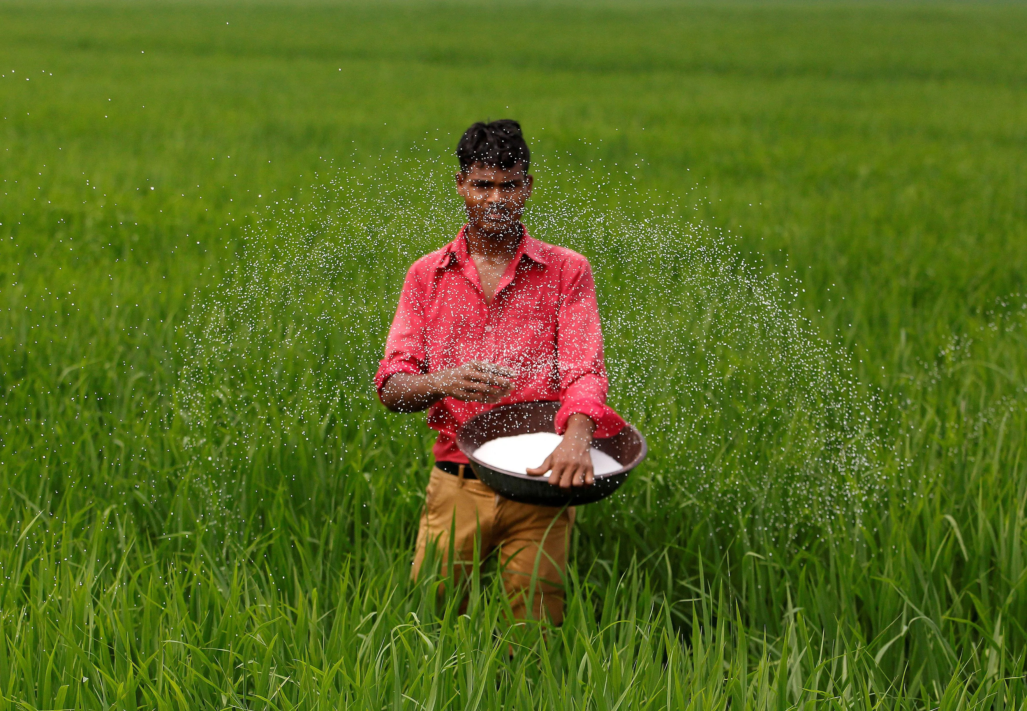 India's Strategic Moves in Fertilizer Imports Amid Global Supply Challenges