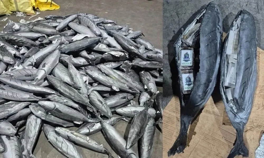 Morocco Seizes Nearly 4 Tons of Hashish at Tangier Med Port