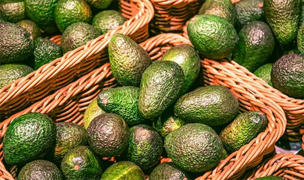 Morocco's Avocado Boom is Redefining Africa's Export Landscape