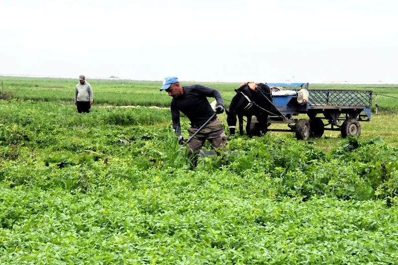 March Rains Revitalize Agricultural Season and End Years of Drought in Morocco