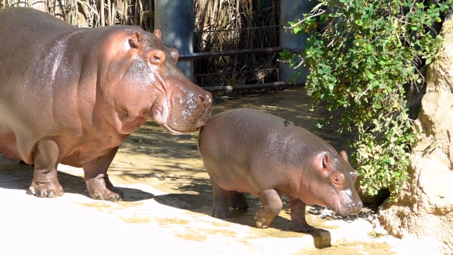 Newborn Hippopotamus at Rabat Zoo: A Step Towards Biodiversity Conservation