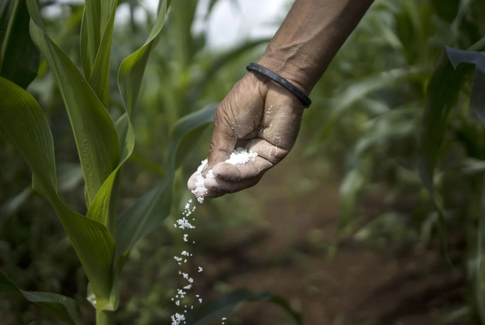 India Seeks to Boost Fertilizer Imports Amid Global Supply Concerns