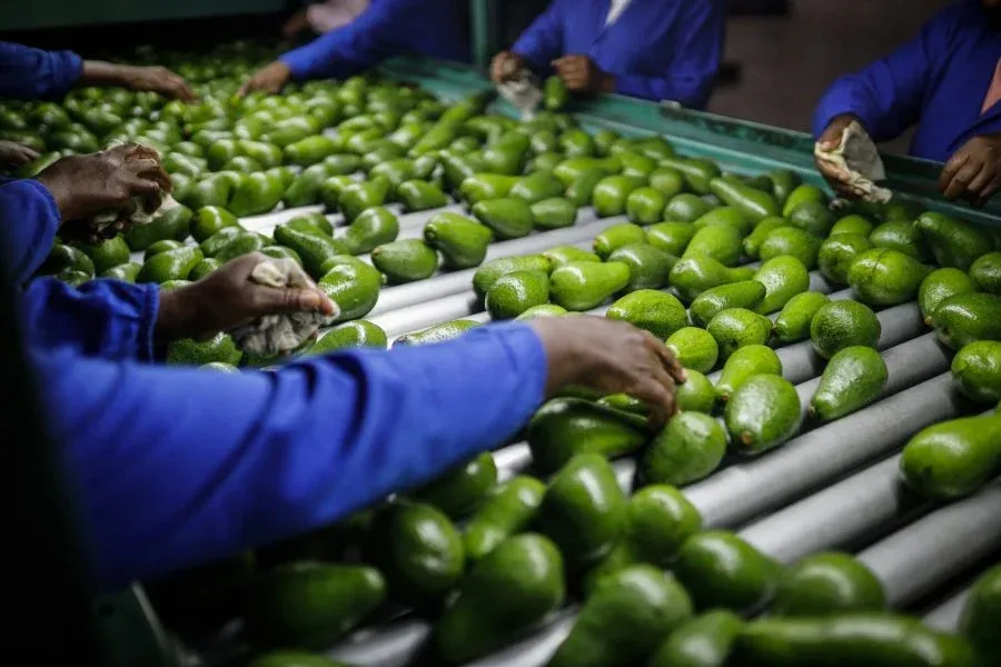 Morocco Emerges as Africa's Leading Avocado Exporter Thanks to Infrastructure and Support