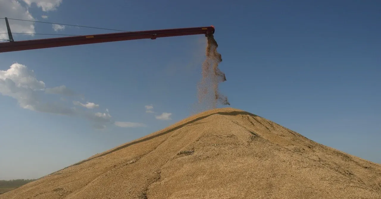 Morocco Among Top Importers of Russian Grains by 2026