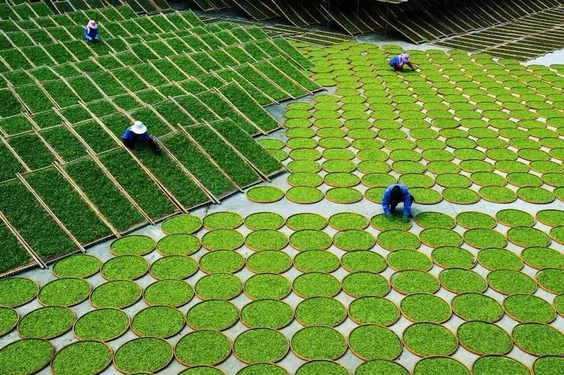 Morocco Emerges as Leading Importer of Chinese Tea in February