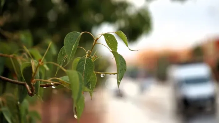 Significant Rainfall Records Across Morocco Boost Agricultural Prospects