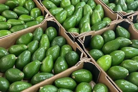 Morocco Faces Nearly 50% Drop in Avocado Exports for 2025/2026