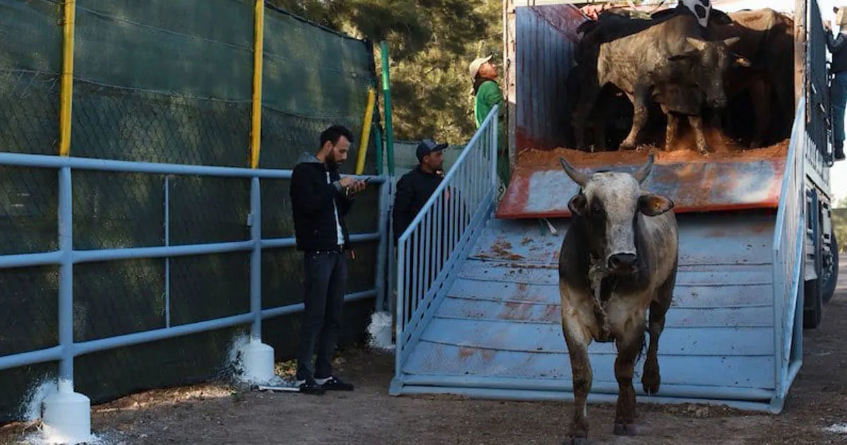 Moroccan Red Meat Market Set for Temporary Price Relief Amid Import Surge