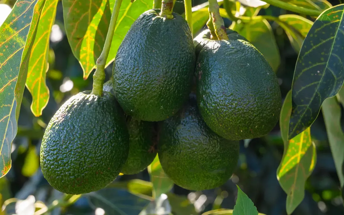 Peruvian Avocado Imports Surge in Spain, Dimming Morocco's Market Prospects