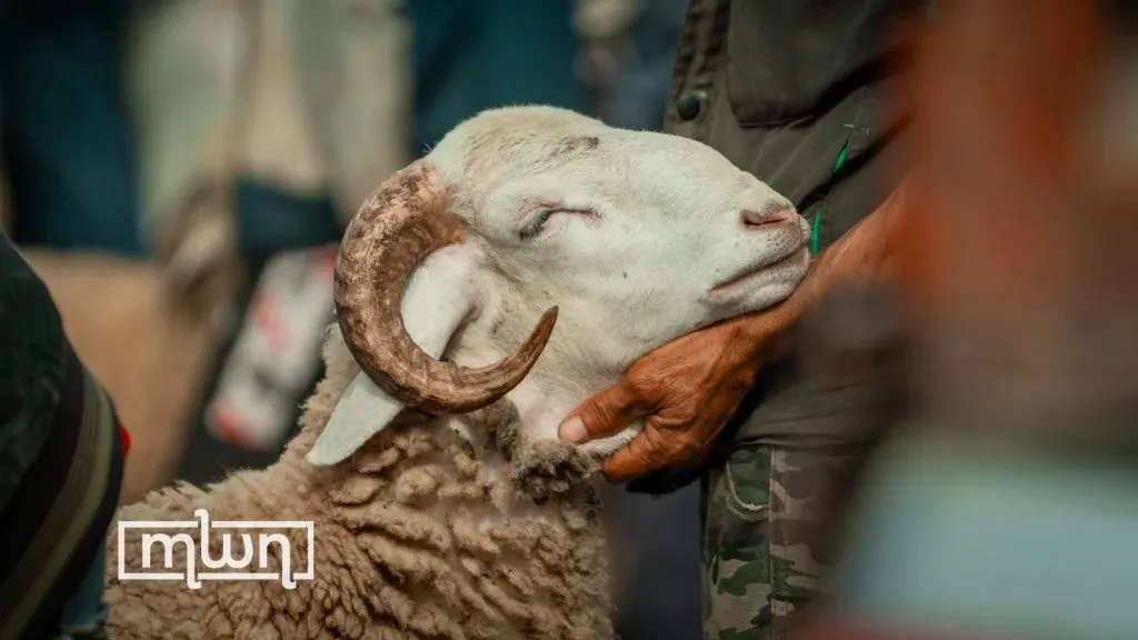 Morocco Launches New Livestock Aid Payments Following Verification of Female Sheep and Goats