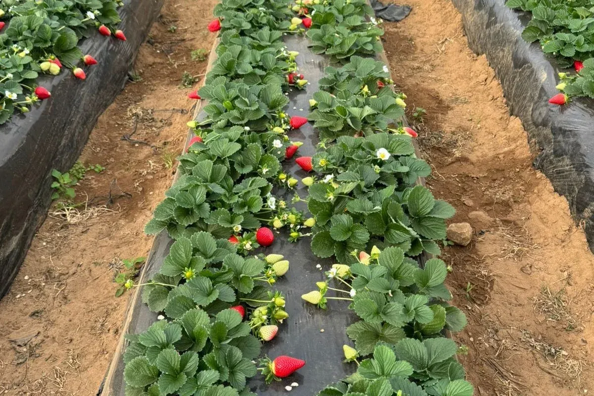 Morocco's Red Fruit Sector Faces Severe Challenges Due to Adverse Weather