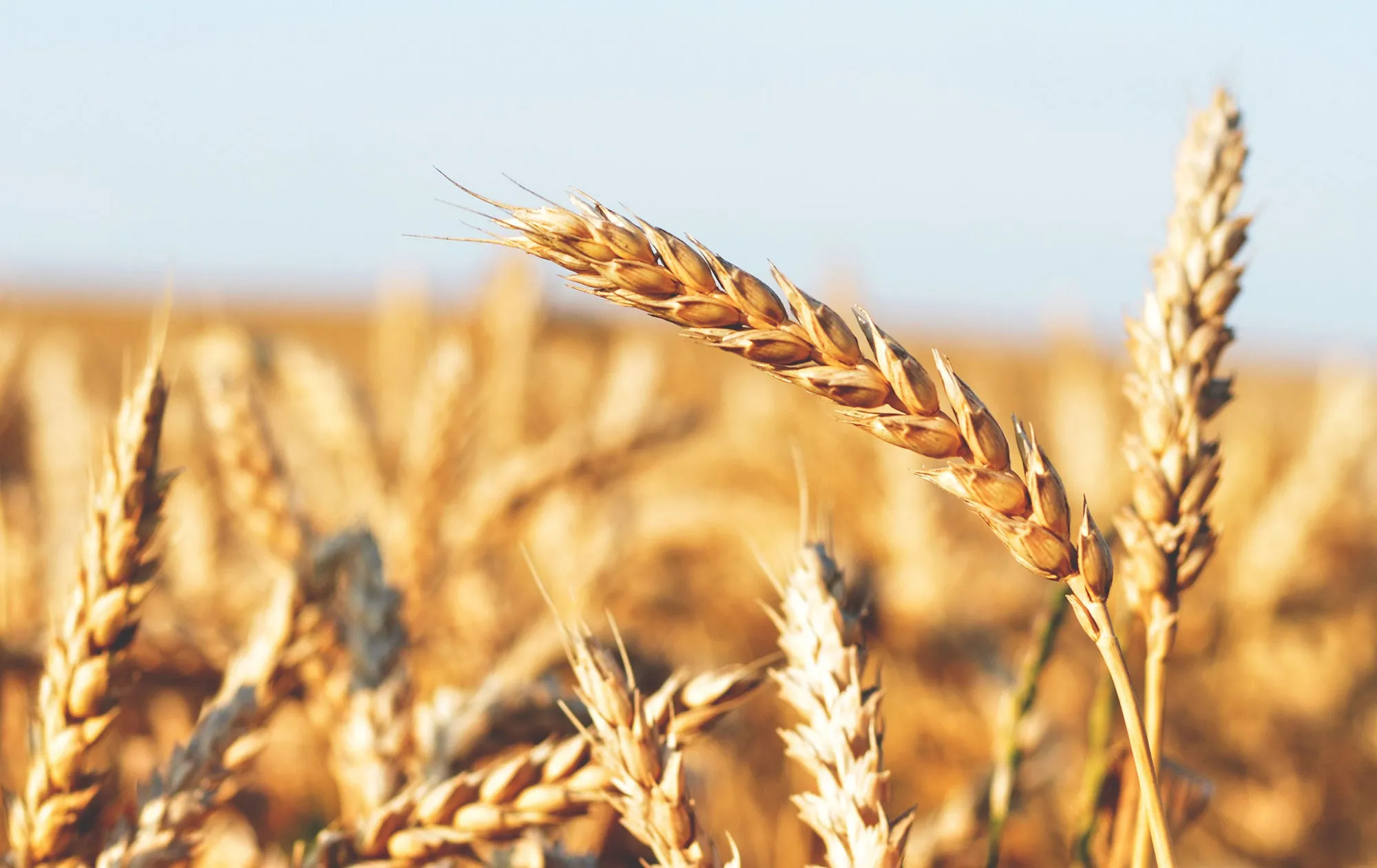 The Rising Financial Burden of Fertilizer Costs on U.S. Wheat Growers