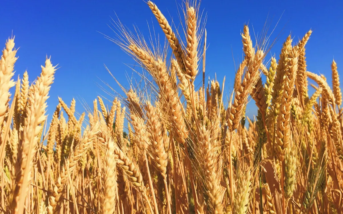 Morocco Emerges as Europe's Top Wheat Supplier for 2025-2026