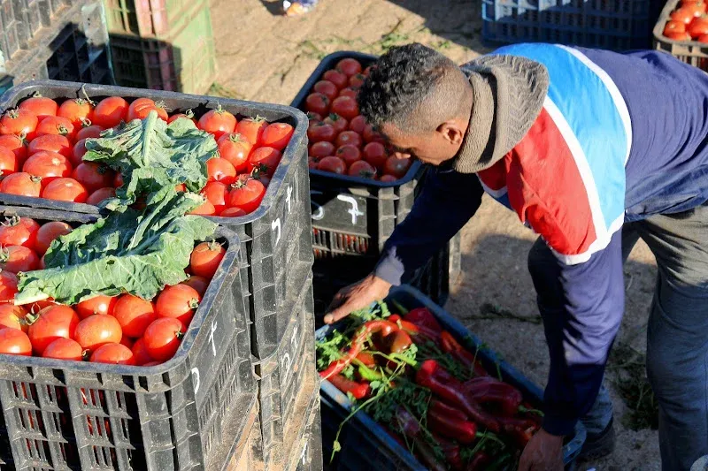 The Rising Influence of Moroccan Tomatoes in European Markets