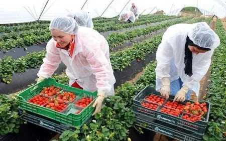 Morocco's Economic Growth Forecast: IMF and Central Bank Perspectives