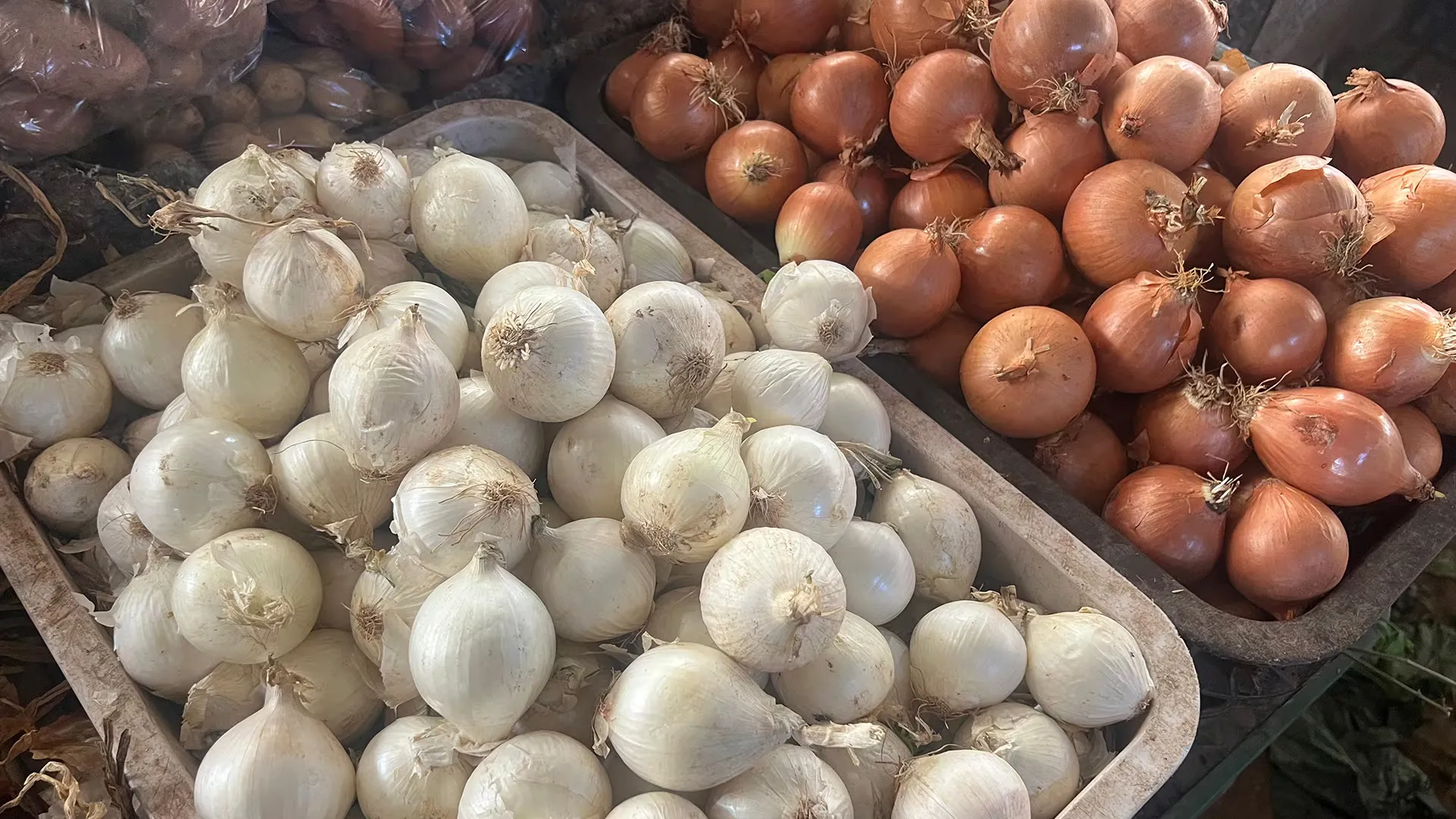 Spanish Onions Outshine Local Varieties in Agadir Markets