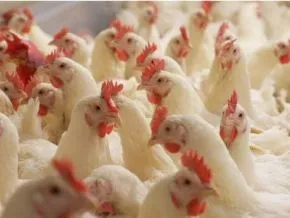 Proparco and RMBV Invest $91 Million in Morocco's Africa Feed & Food for Strategic Growth